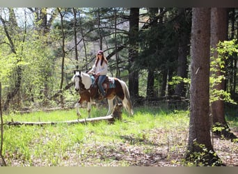 American Quarter Horse, Castrone, 5 Anni, 152 cm, Tobiano-tutti i colori