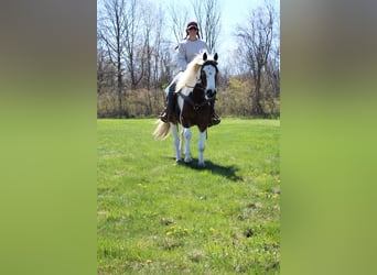 American Quarter Horse, Castrone, 5 Anni, 152 cm, Tobiano-tutti i colori