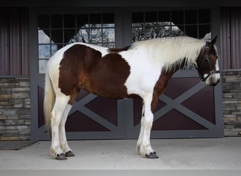 American Quarter Horse, Castrone, 5 Anni, 152 cm, Tobiano-tutti i colori