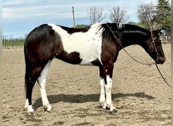 American Quarter Horse, Castrone, 5 Anni, 152 cm, Tobiano-tutti i colori