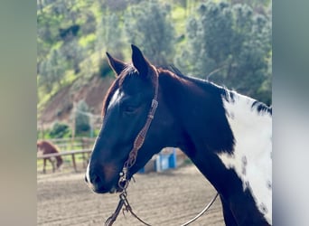 American Quarter Horse, Castrone, 5 Anni, 152 cm, Tobiano-tutti i colori