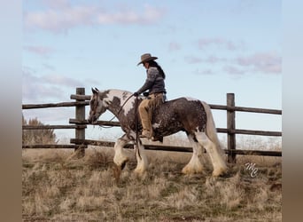 American Quarter Horse, Castrone, 5 Anni, 152 cm, Tobiano-tutti i colori