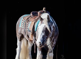 American Quarter Horse, Castrone, 5 Anni, 152 cm, Tobiano-tutti i colori