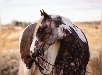 American Quarter Horse, Castrone, 5 Anni, 152 cm, Tobiano-tutti i colori