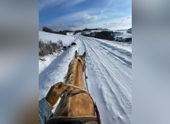 American Quarter Horse, Castrone, 5 Anni, 153 cm
