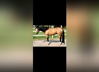 American Quarter Horse, Castrone, 5 Anni, 153 cm, Pelle di daino