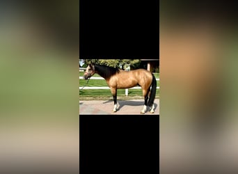 American Quarter Horse, Castrone, 5 Anni, 153 cm, Pelle di daino
