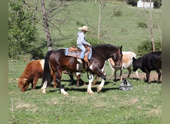 American Quarter Horse, Castrone, 5 Anni, 153 cm, Tobiano-tutti i colori