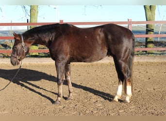 American Quarter Horse, Castrone, 5 Anni, 154 cm, Sauro scuro