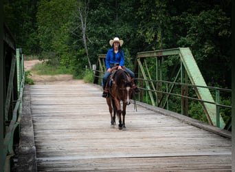 American Quarter Horse, Castrone, 5 Anni, 155 cm, Baio ciliegia