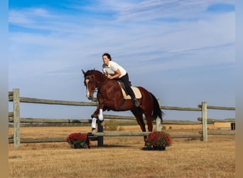 American Quarter Horse, Castrone, 5 Anni, 155 cm, Baio ciliegia