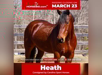 American Quarter Horse Mix, Castrone, 5 Anni, 155 cm, Baio ciliegia