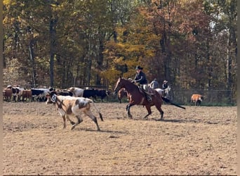 American Quarter Horse, Castrone, 5 Anni, 155 cm, Baio ciliegia