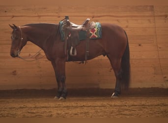 American Quarter Horse, Castrone, 5 Anni, 155 cm, Baio ciliegia