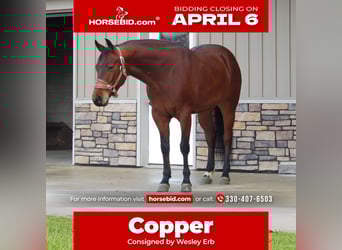 American Quarter Horse, Castrone, 5 Anni, 155 cm, Baio ciliegia