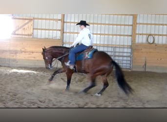 American Quarter Horse, Castrone, 5 Anni, 155 cm, Baio ciliegia