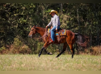 American Quarter Horse, Castrone, 5 Anni, 155 cm, Baio ciliegia