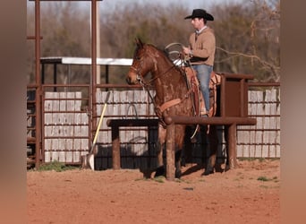 American Quarter Horse, Castrone, 5 Anni, 155 cm, Baio roano