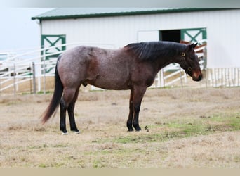 American Quarter Horse, Castrone, 5 Anni, 155 cm, Baio roano