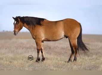 American Quarter Horse, Castrone, 5 Anni, 155 cm, Falbo