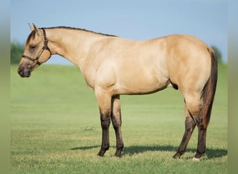 American Quarter Horse, Castrone, 5 Anni, 155 cm, Falbo