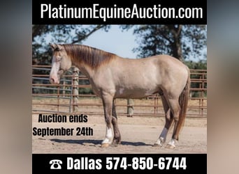 American Quarter Horse, Castrone, 5 Anni, 155 cm, Grullo