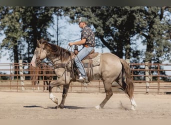 American Quarter Horse, Castrone, 5 Anni, 155 cm, Grullo