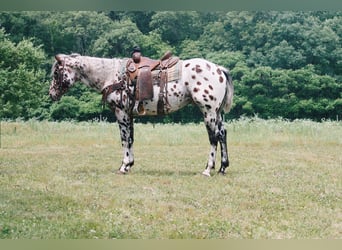 American Quarter Horse, Castrone, 5 Anni, 155 cm, Leopard