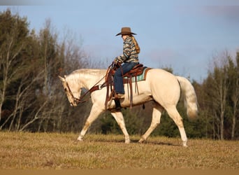 American Quarter Horse, Castrone, 5 Anni, 155 cm, Palomino
