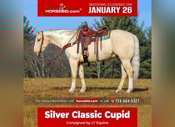 American Quarter Horse, Castrone, 5 Anni, 155 cm, Palomino