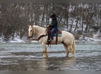 American Quarter Horse, Castrone, 5 Anni, 155 cm, Palomino