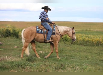 American Quarter Horse, Castrone, 5 Anni, 155 cm, Palomino