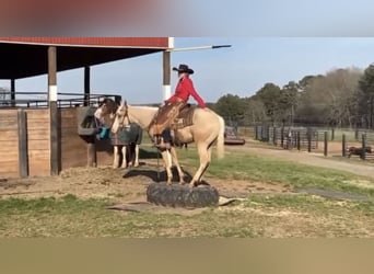 American Quarter Horse, Castrone, 5 Anni, 155 cm, Palomino