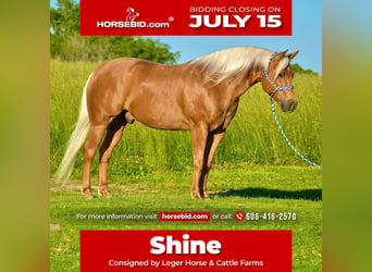 American Quarter Horse, Castrone, 5 Anni, 155 cm, Palomino