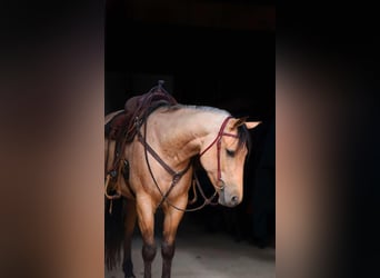 American Quarter Horse, Castrone, 5 Anni, 155 cm, Pelle di daino