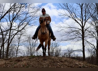 American Quarter Horse, Castrone, 5 Anni, 155 cm, Pelle di daino