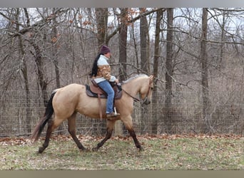 American Quarter Horse, Castrone, 5 Anni, 155 cm, Pelle di daino
