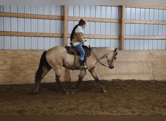 American Quarter Horse, Castrone, 5 Anni, 155 cm, Pelle di daino