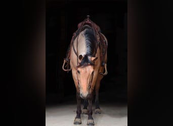 American Quarter Horse, Castrone, 5 Anni, 155 cm, Pelle di daino