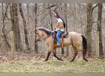 American Quarter Horse, Castrone, 5 Anni, 155 cm, Pelle di daino