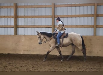American Quarter Horse, Castrone, 5 Anni, 155 cm, Pelle di daino