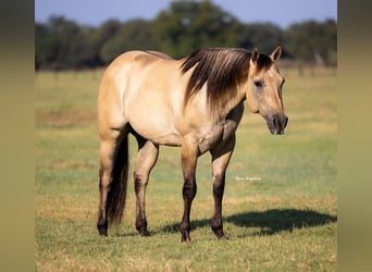 American Quarter Horse, Castrone, 5 Anni, 155 cm, Pelle di daino