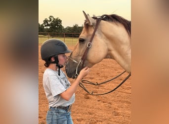 American Quarter Horse, Castrone, 5 Anni, 155 cm, Pelle di daino