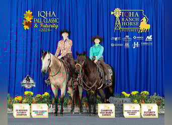 American Quarter Horse, Castrone, 5 Anni, 155 cm, Pelle di daino