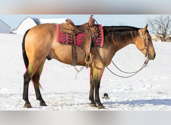 American Quarter Horse, Castrone, 5 Anni, 155 cm, Pelle di daino