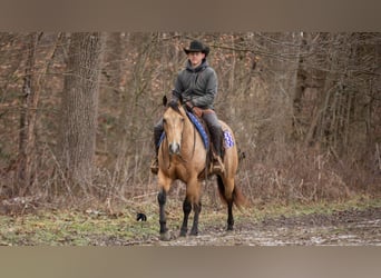 American Quarter Horse, Castrone, 5 Anni, 155 cm, Pelle di daino