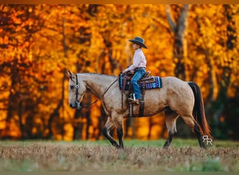 American Quarter Horse, Castrone, 5 Anni, 155 cm, Pelle di daino
