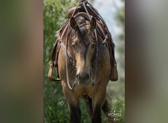 American Quarter Horse, Castrone, 5 Anni, 155 cm, Pelle di daino