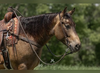 American Quarter Horse, Castrone, 5 Anni, 155 cm, Pelle di daino