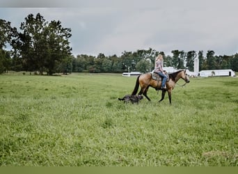 American Quarter Horse, Castrone, 5 Anni, 155 cm, Pelle di daino